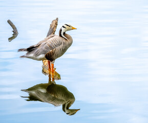 Bar-headed goose standing in the water