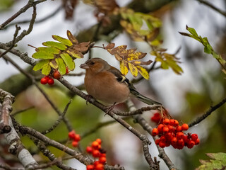 Travelling around the NC500 route in the North Coast of Scotland