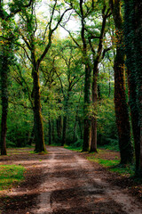 en forêt