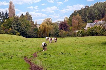les vaches Normandes