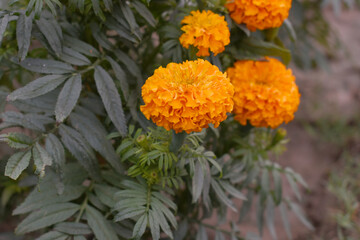 orange marigold flower blossom in garden, orange Mari Gold flowers for decorate garden, Close up of beautiful orange marigold flower. Nature, Marigold flowers bloom in the morning, Marigold