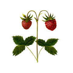 Watercolor composition of strawberry berries on a background of green leaves. Strawberry berries for printing on products, packaging, and advertising.