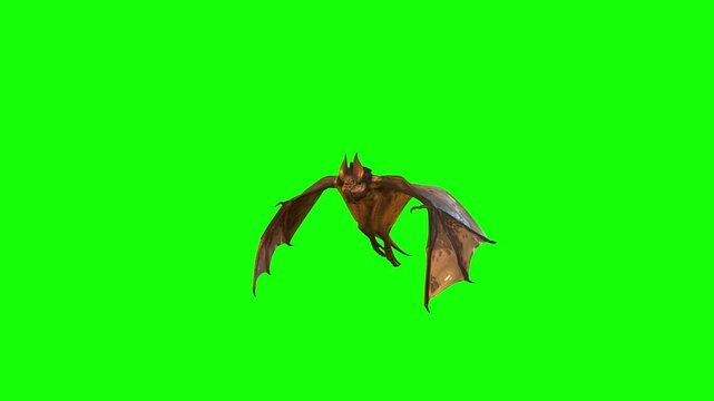 A bat flies around, soars and looks around for food, attacking something.