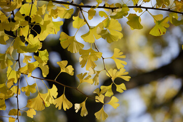 Ginkgo biloba. Yellow leaves of ginkgo biloba tree. Ginkgo tree. Branch with yellow leaves on...