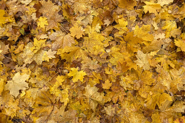 Maple leaves, fallen foliage. Yellow autumn leaves lie on the ground. Autumn background. Deciduous season