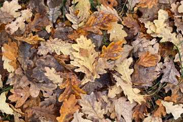 Oak leaves. Dry foliage. Autumn fallen brown oak leaves with raindrops and dew on the ground
