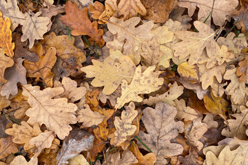 Oak leaves. Dry foliage. Autumn fallen brown oak leaves with raindrops and dew on the ground