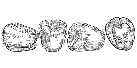 Bulgarian Peppers. Set of pepper hand drawn engraved ink art collection. Isolated paprika on a white background.