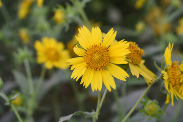Golden Crownbeard (Also called Golden Crownbeard, Copen Daisy, golden crown beard) in the nature,...