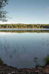 Small forest lake 