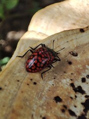 bug on a mushroom