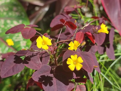 Oxalis hedysaroides avenca roxa