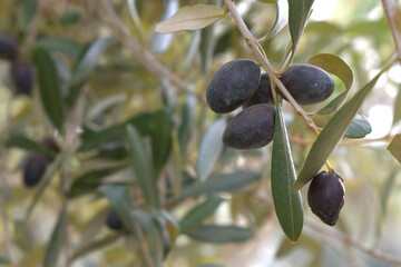 ripe black olives on tree closeup, Olive-tree branch with ripe black olives, olive tree plantation during harvest, ripe black olives on the tree with green leaves, olive tree Chakwal, Punjab, Pakistan