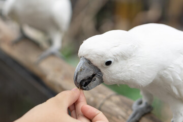 Cropped kid hand feeding white cockatoo on zoo