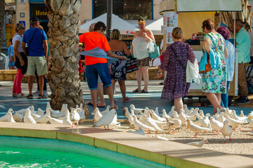 A lively park scene with people interacting near a fountain, surrounded by a flock of white pigeons. The image captures a vibrant, sunny day in an urban setting.