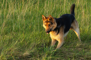 An anxious German shepherd standing and looking at prey on an autumn evening in rural Estonia, Northern Europe.	