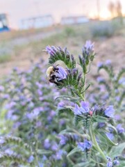Bumblebee on a flower © Sylwia