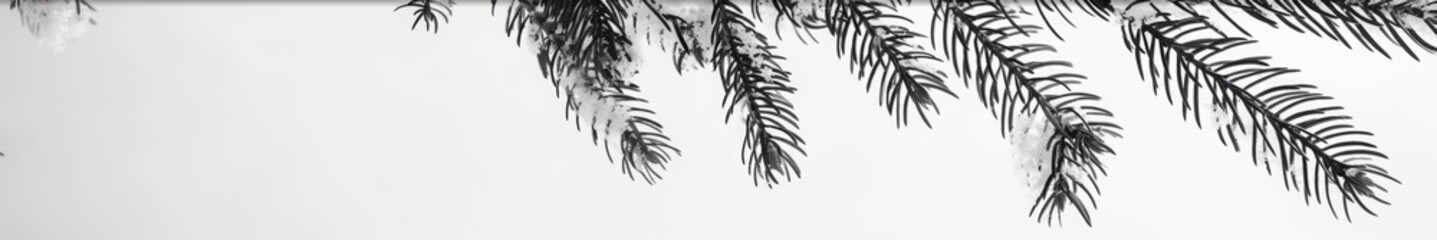 fir tree branches with snow black and white illustration.