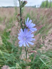 Closeup of purple flower on a meadow © Sylwia
