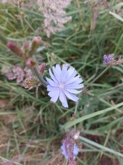 Closeup of purple flower on a meadow © Sylwia