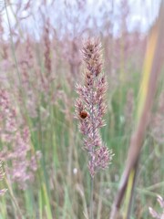 Ladybug on a grass © Sylwia