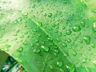 A leaf that has many water droplets after being rained on all day.