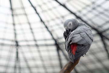 Colorful cockatoo on zoo park. Perching on branch of tree with blurry background