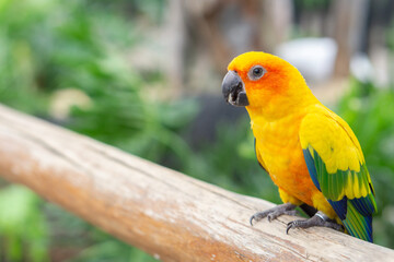 Colorful cockatoo on zoo park. Perching on branch of tree with blurry background