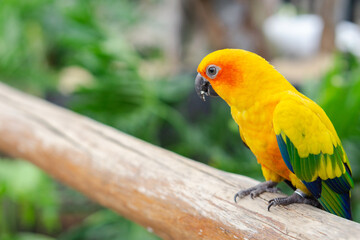 Colorful cockatoo on zoo park. Perching on branch of tree with blurry background