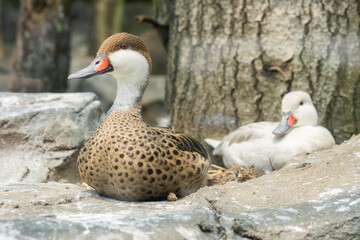 Couple of duck is sitting above the rock. Beauty in nature