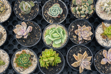 Flat lay of cactus on potted. Displaying for sell