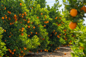 Orange garden with ripe oranges on tree branches.