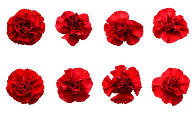 Set of Nine vibrant red carnations isolate on transparent background, png, cutout
