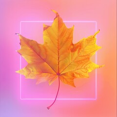 Obraz premium autumn leaf on pink background.