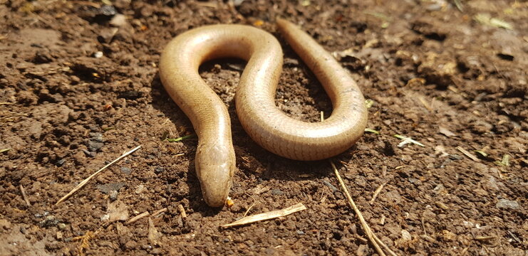Blindworm on the ground