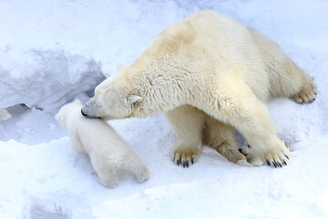 Animals theme. Polar bear family close-up.	