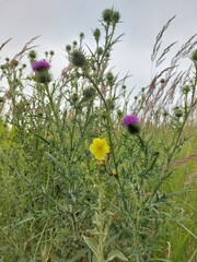 Yellow flower surrounded by thistle © Sylwia