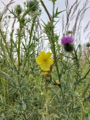 Yellow flower surrounded by thistle © Sylwia