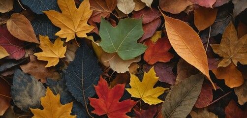 Close-Up of Colorful Fallen Leaves