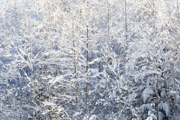 A snowy deciduous forest on a winter day in rural Estonia, Northern Europe