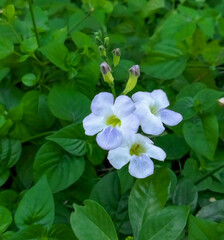 Bue and white flowers in the garden ,Blue Trumpet Vine, Laurel Clock Vine violet color