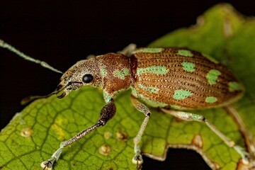 bug on a leaf