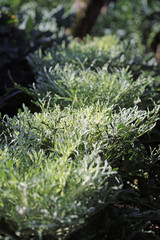 Closeup of a row of Kale Peacock White plants covered with dew, Derbyshire England
