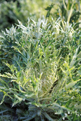 Macro image of a Kale Peacock White plant covered with dew, Derbyshire England
