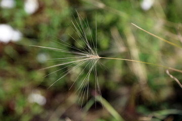 Macro image of Foxtail Barley, Derbyshire England
