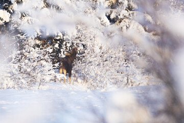 A large mammal, Eurasian elk feeding on some branches during a sunny and cold winter day in Estonia, Northern Europe