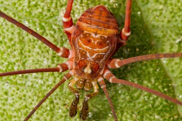long legs (opiliones)