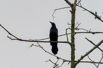 rusty blackbird on a branch
