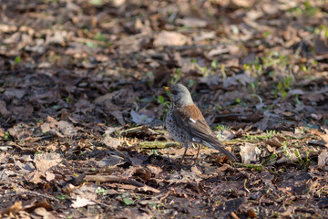 Fieldfare on a sunny spring day