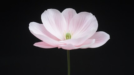 A single pink flower with a green stem. The flower is the only thing in the image